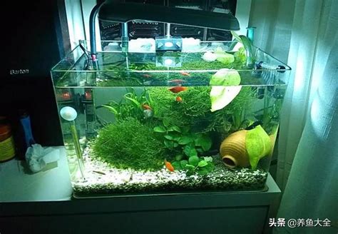 室內種花 小魚缸適合養什麼魚
